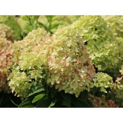 Hydrangea paniculata 'Mojito' PBR