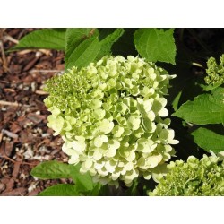 Hydrangea paniculata 'Mojito' PBR