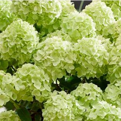 Hydrangea paniculata 'Petite Cherry PBR