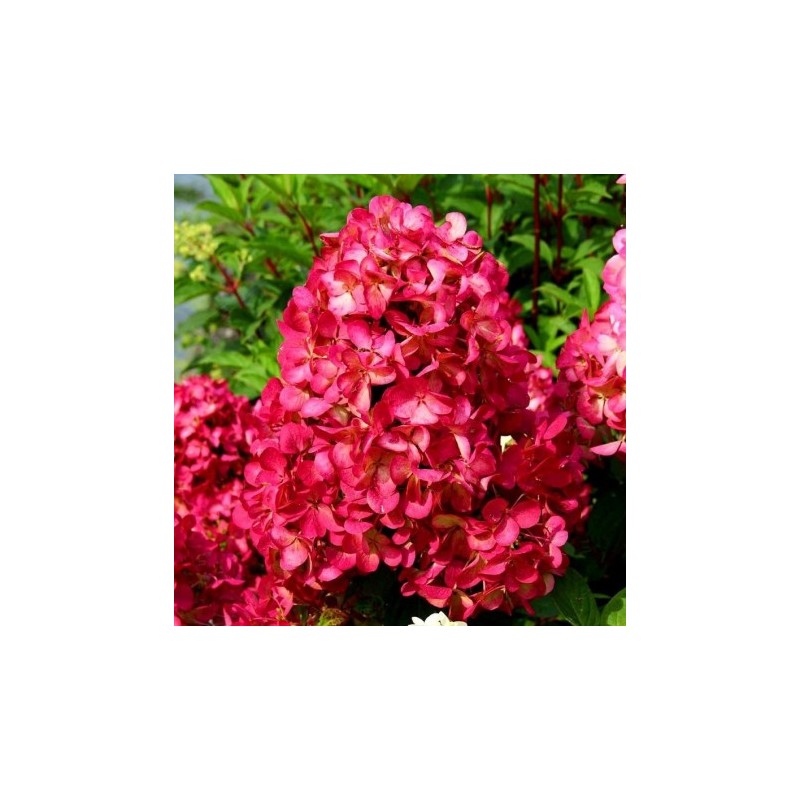 Hydrangea paniculata 'Petite Cherry PBR