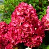 Hydrangea paniculata 'Petite Cherry PBR