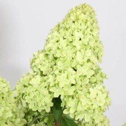 Hydrangea paniculata 'Petite Flori PBR