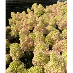 Hydrangea paniculata 'Petite Flori PBR