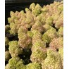 Hydrangea paniculata 'Petite Flori PBR