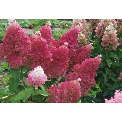 Hydrangea paniculata...