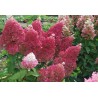 Hydrangea paniculata 'Petite Flori PBR