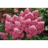 Hydrangea paniculata 'Petite Flori PBR