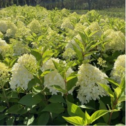 Hydrangea paniculata 'Skyfall PBR