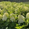 Hydrangea paniculata 'Skyfall PBR