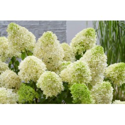 Hydrangea paniculata...