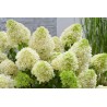 Hydrangea paniculata 'Skyfall PBR