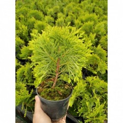 Thuja occidentalis 'Miriam'...