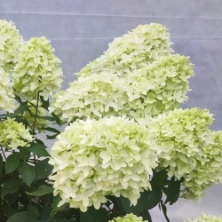 Hydrangea paniculata 'Skyfall PBR