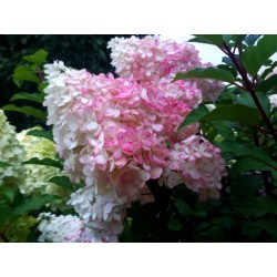 Hydrangea paniculata...