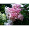 Hydrangea paniculata 'Vanille Fraise' PBR