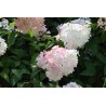 Hydrangea paniculata 'Vanille Fraise' PBR