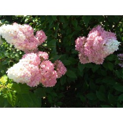 Hydrangea paniculata 'Vanille Fraise' PBR