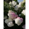 Hydrangea paniculata 'Vanille Fraise' PBR