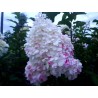 Hydrangea paniculata 'Vanille Fraise' PBR