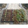 Mix Sempervivum/Sedum 12 odmian 2,5-5cm