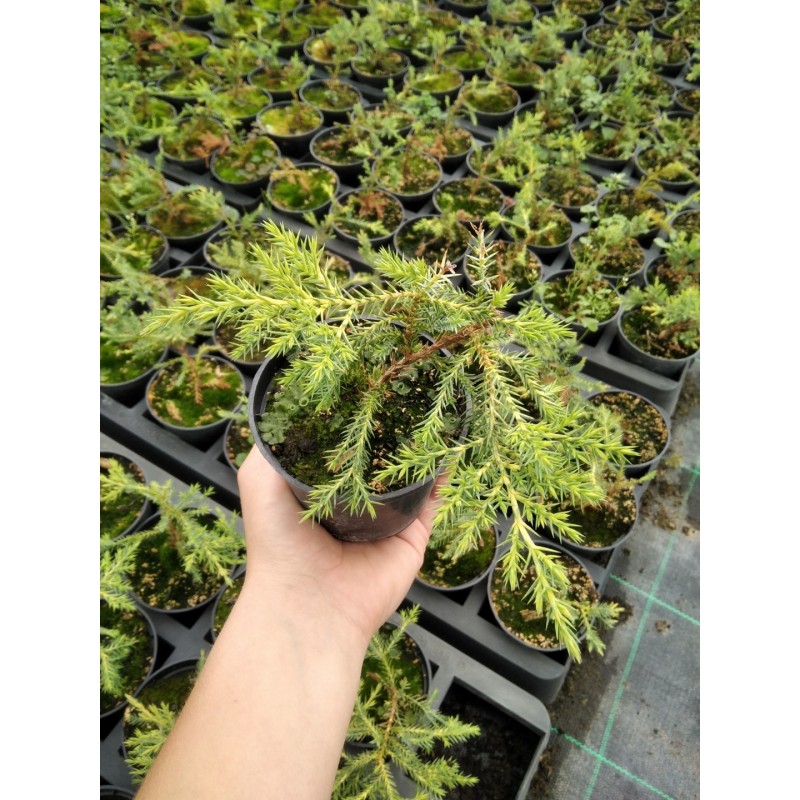 Juniperus xpfitzeriana 'Gold Star'