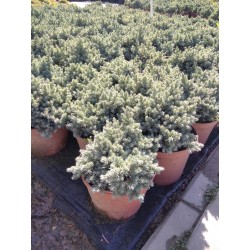 Juniperus Squamata "Blue Star"