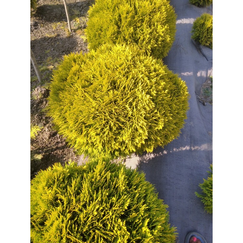 Thuja occidentalis 'Miriam' PBR