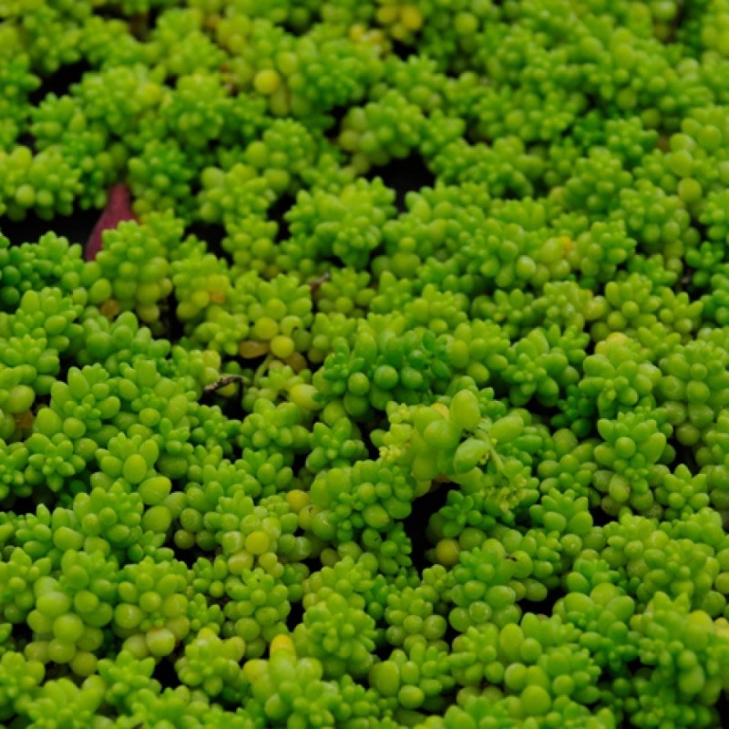 Sedum Micranthum