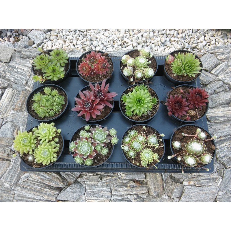 Mix Sempervivum + Sedum 24  odmiany fi 8,5 cm