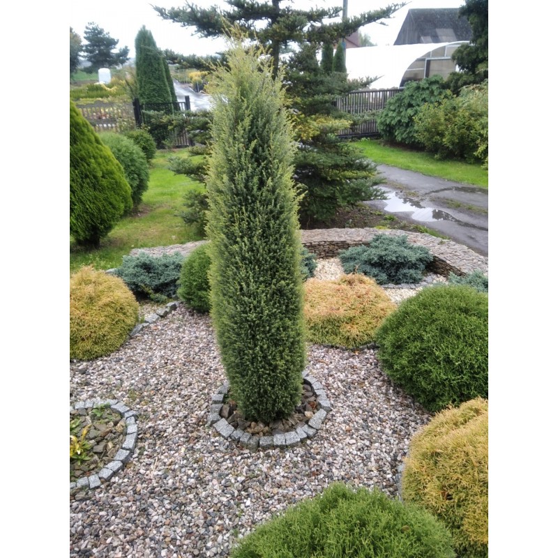 Juniperus communis 'Gold Cone'