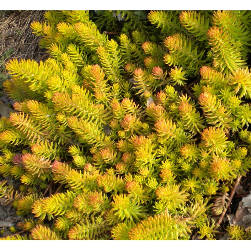 Sedum Reflexum Angelina