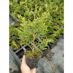 Thuja occidentalis 'Aureospicata'