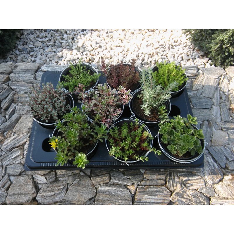 Mix Sedum 9 odmian fi 8,5 cm z wiadereczkiem