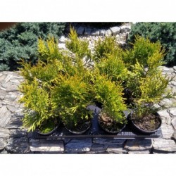 Thuja occidentalis Golden...