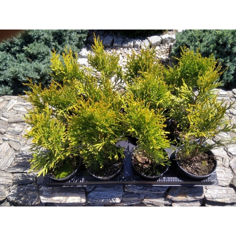 Thuja occidentalis Golden Smaragd  'Janed Gold' PBR