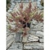 Sedum Reflexum Blue Spruce