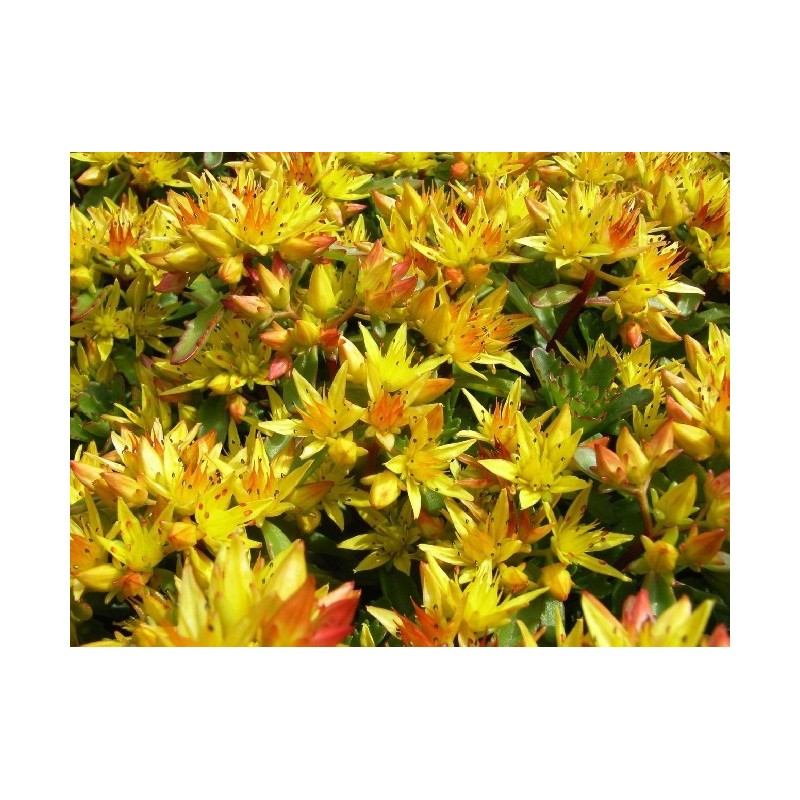 Sedum Floriferum Weihenstephaner Gold