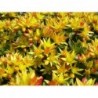 Sedum Floriferum Weihenstephaner Gold