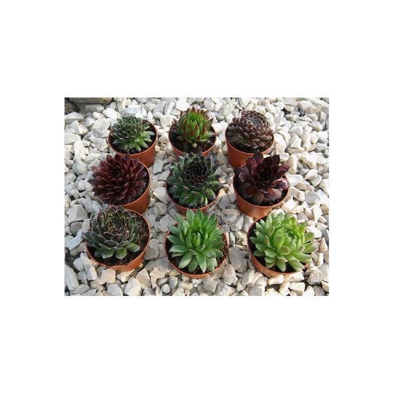 Sempervivum w doniczce p6