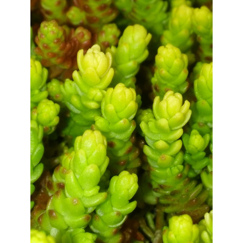 Sedum acre Yellow Queen