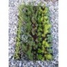 Mix Sedum 7-12 odmian 3,5-5cm