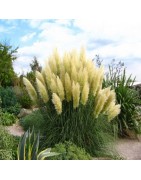 CORTADERIA TRAWA PAMPASOWA