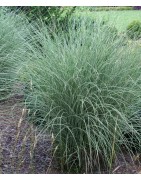 MISCANTHUS MISKANT