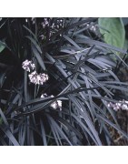 OPHIOPOGON KONWALNIK